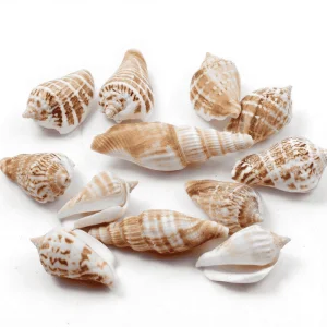 5psConch Shell Starfish Coral reef Small yellow shell White NaturalSeascape Fairy Garden Accessories Fairy Garden Micro Landscape Miniature Garden Fairy Garden Decoration Fairy Garden Accessories