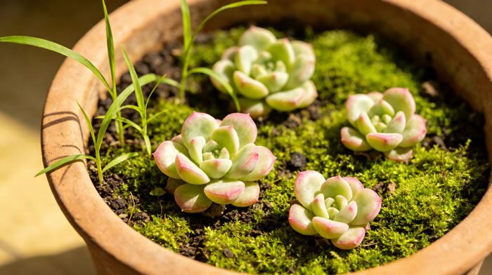How to Turn an Old Pot into a Fairy World