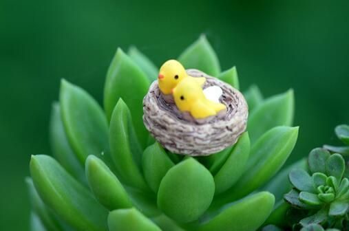 Mini Fairy Garden Bird Oriole Micro Landscape Miniature Garden Fairy Garden Decoration Fairy Garden Accessories Lovely Birds Small Cartoon Mini Fairy Garden Ornament Terrariums Bonsai Resin Nest Mini Fairy Garden Bird Oriole Micro Landscape Miniature Garden Fairy Garden Decoration Fairy Garden Accessories Lovely Birds Small Cartoon Mini Fairy Garden Ornament Terrariums Bonsai Resin Nest