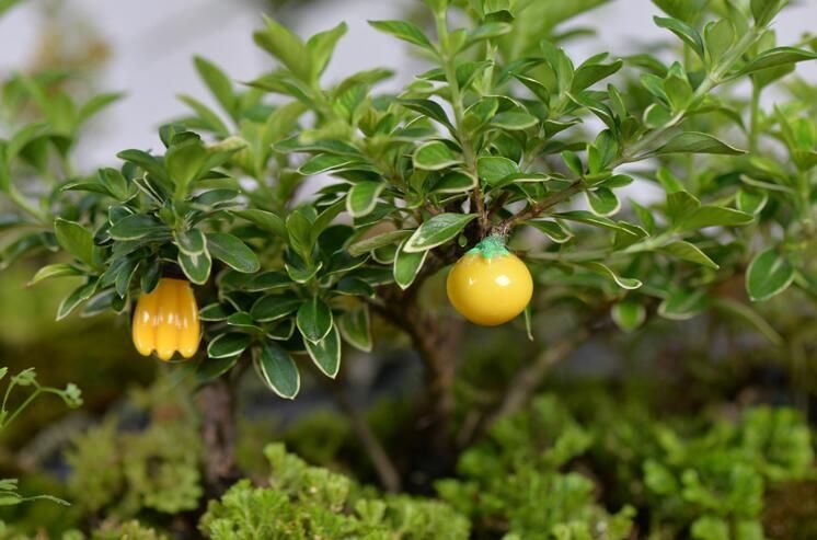 Mini Fairy Garden Fruits Micro Landscape Miniature Garden Decorate Fairy Garden Decoration Fairy Garden Accessories Artificial Apple Banana Plant Groceries Emulational Styles