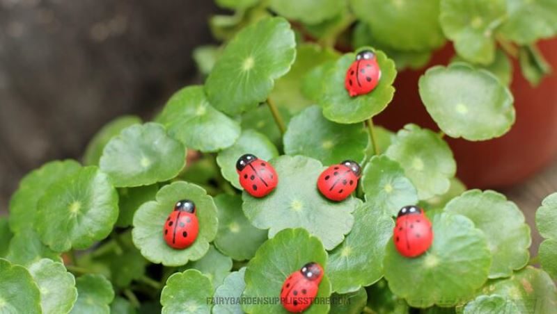 Mini Fairy Garden Ladybird Red Beetle Ladybug Fairy Doll Micro Landscape Decoration Fairy Garden Accessories Wood Craftwork Beetle Coccinella Septempunctata Small Ladybird Diy Fairy Garden Supplies - 描述图 4