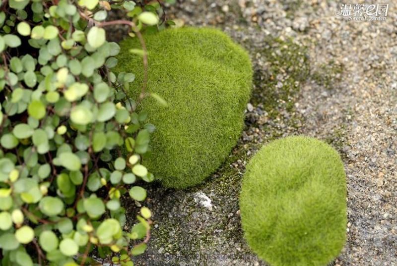 Emulational Moss Stone Flocking Stone Imitation Stone Bonsai Moss Lawn Fairy Garden Micro Landscape Aquarium Miniature Fairy Garden Decoration Fairy Garden Accessories - 描述图 3