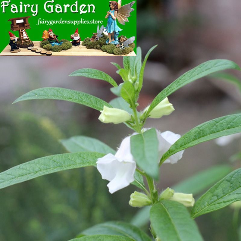 Mini Plantpot Bonsai Special-purpose Soil Nutrient Soil Magic Bean Orchard Special-purpose Medium